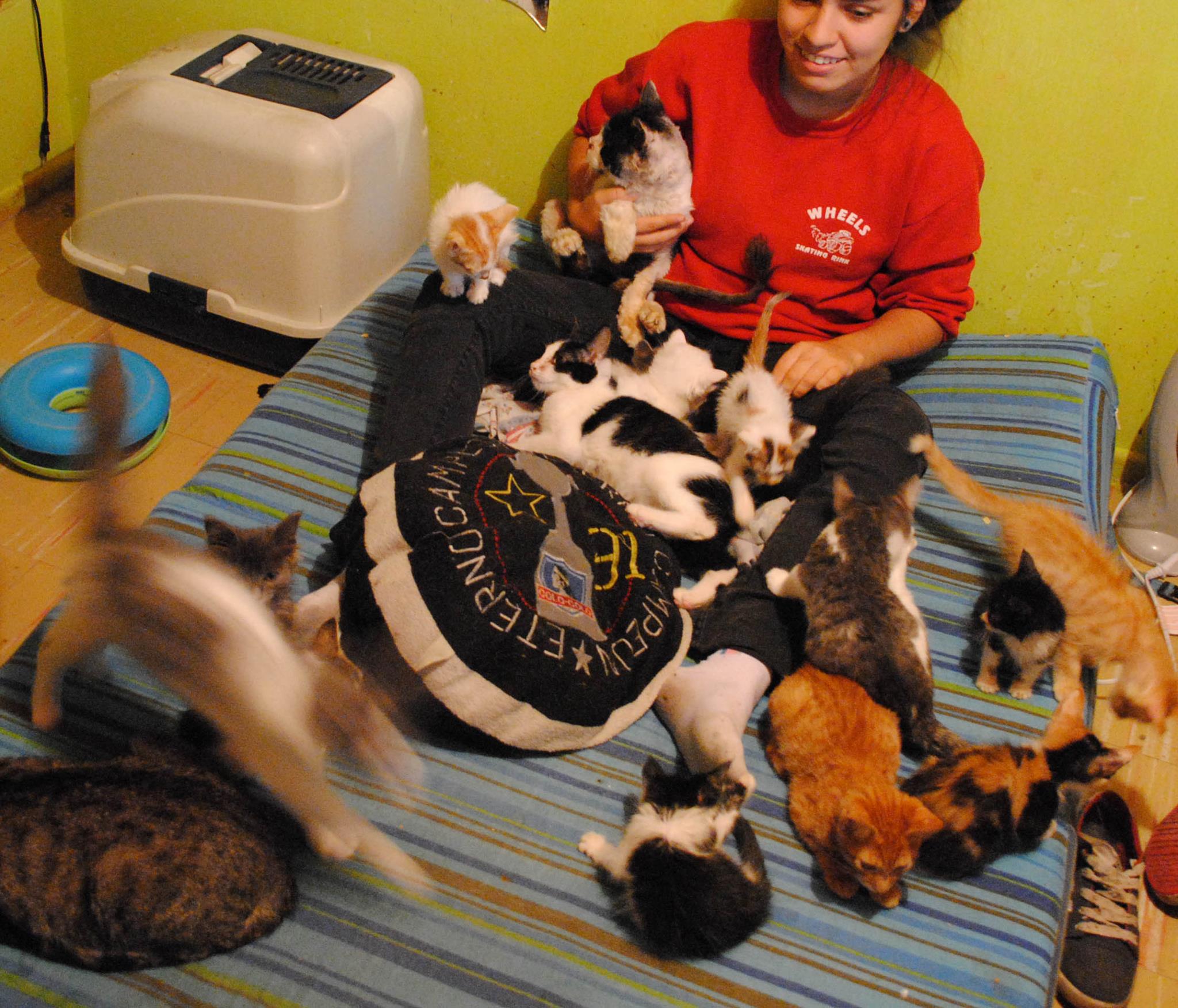 Rescate animal 2