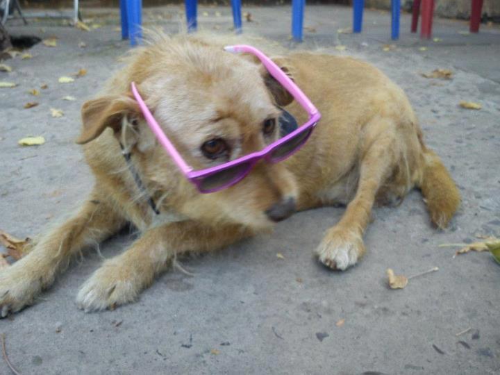 Rescate animal 3